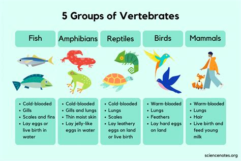 5 Groups of Vertebrates – Characteristics and Examples.